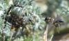Tracheliodes quinquenotatus